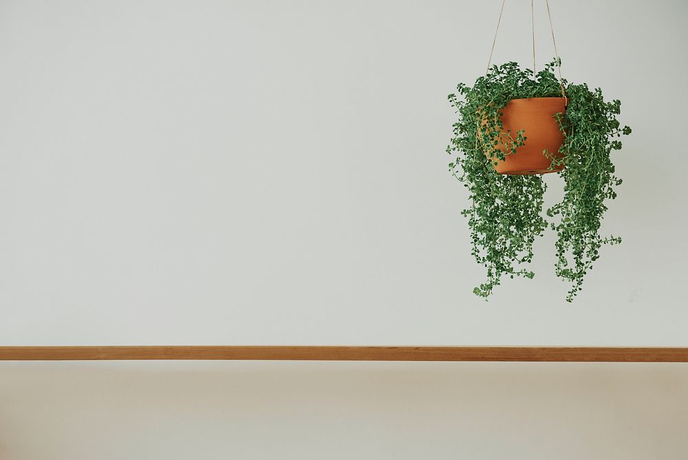 Minimal wall with angel vine plant and wooden shelf