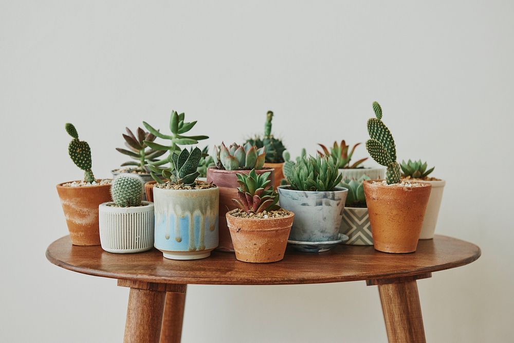 Small succulents and cacti on a retro table