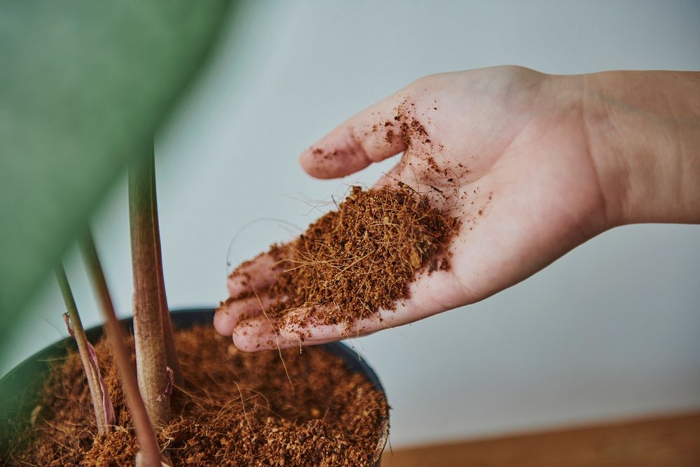 Woman repotting a houseplant