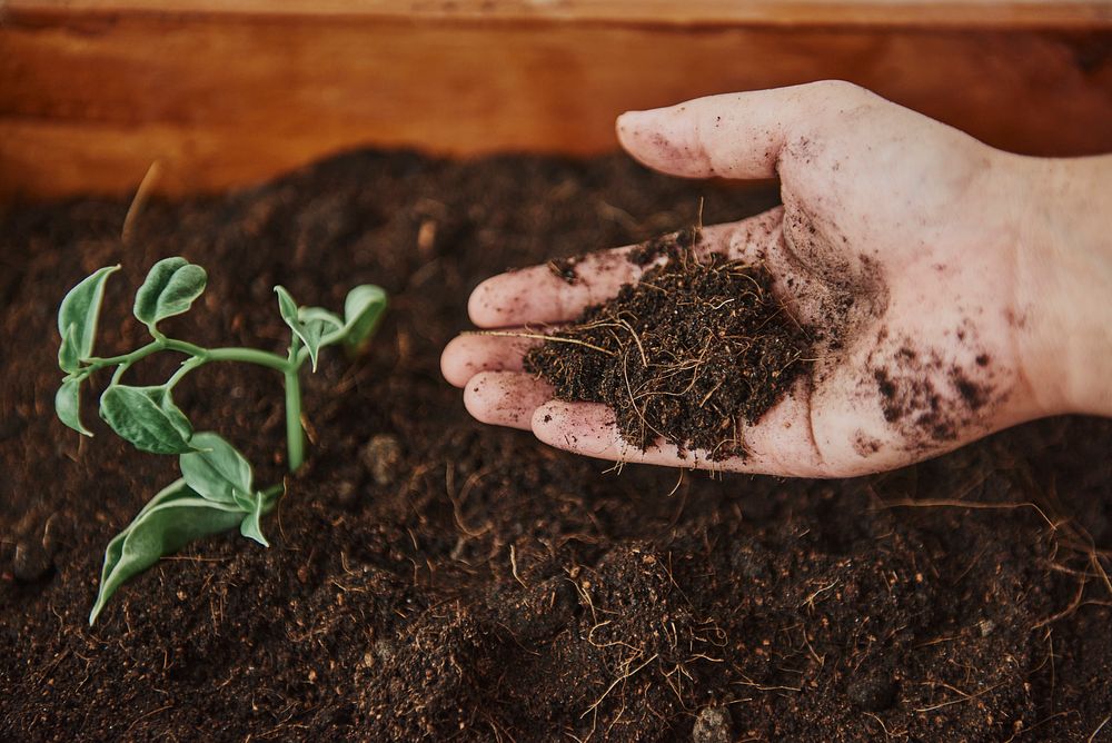 Gardener growing herbs in a planter