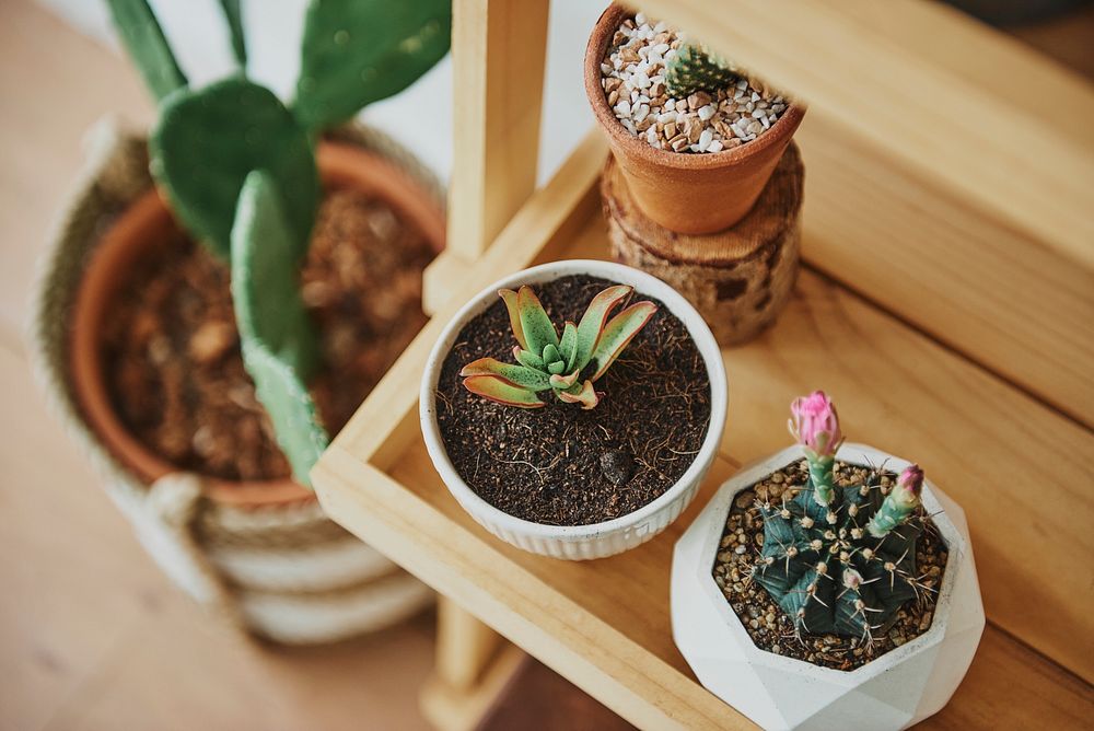 Wooden plant shelf with cute small cacti