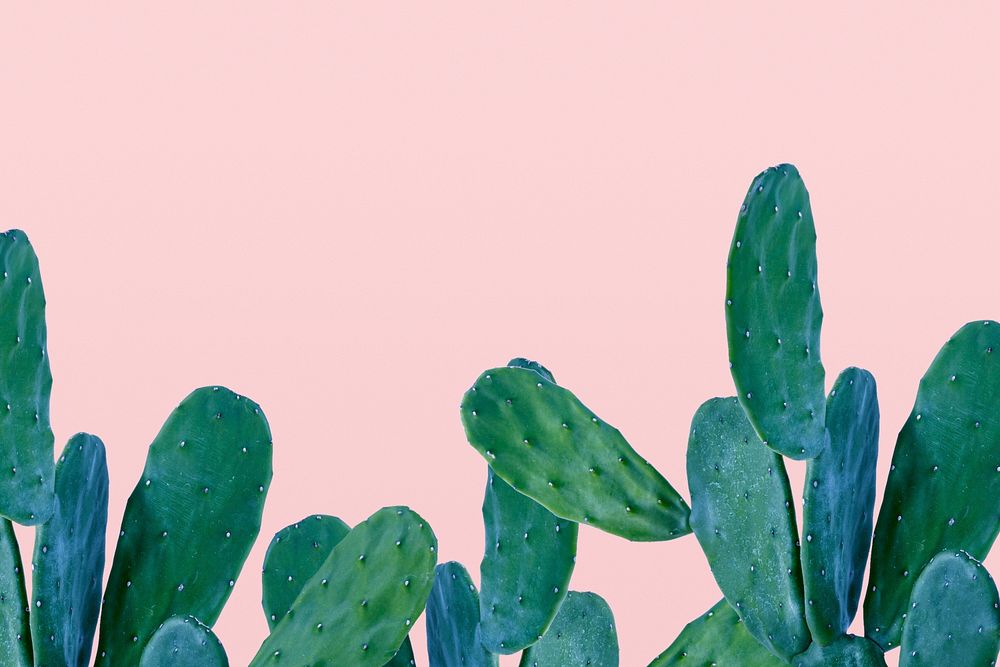 Cactus border psd on pink background