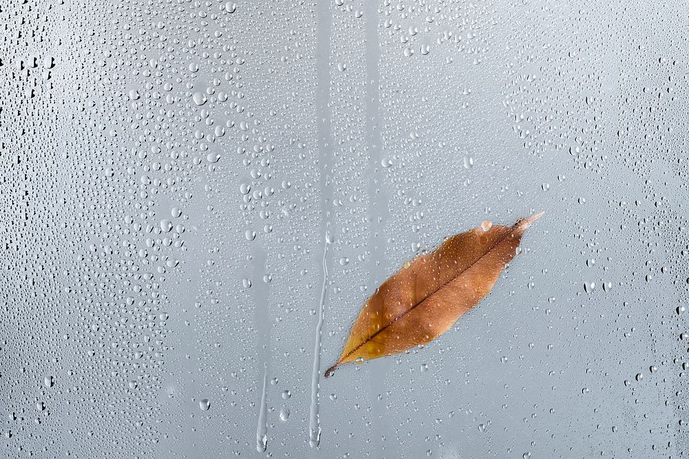 Rainy window background, water effect psd add-on, brown leaf
