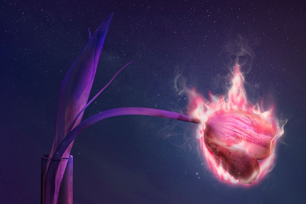 Burning tulip flower, fire aesthetic, environment remix with fire effect psd