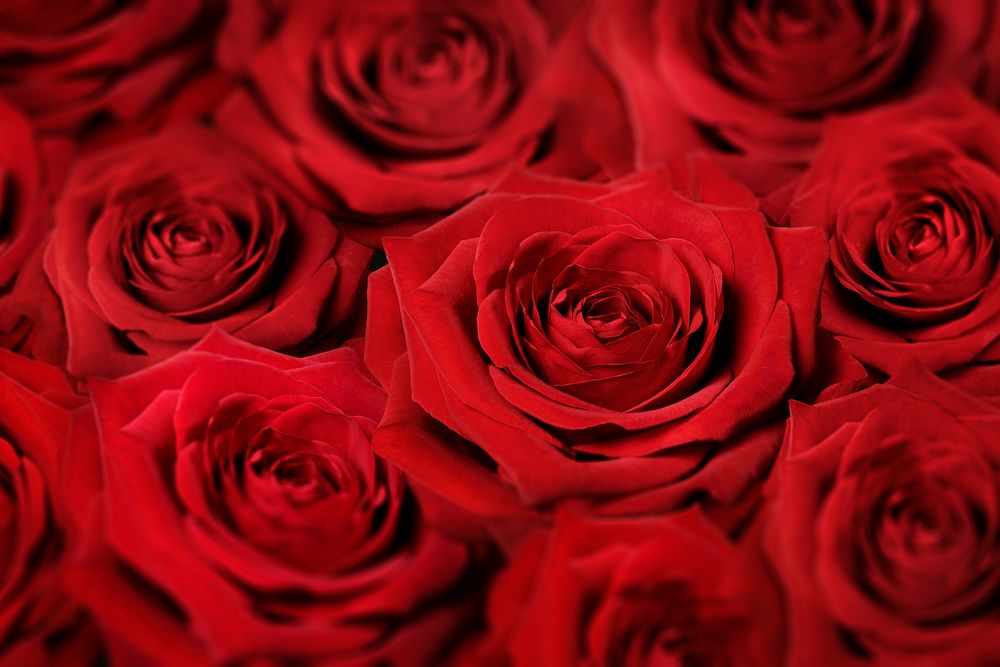 Red roses, valentine's background, flower macro shot