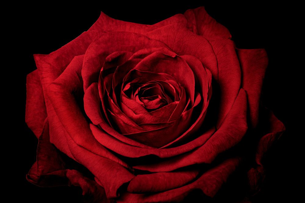 Red rose, valentine's background, flower closeup shot
