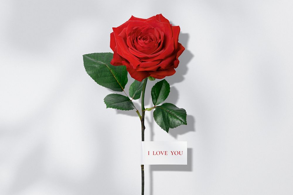 Valentine's background, red rose with i love you note psd