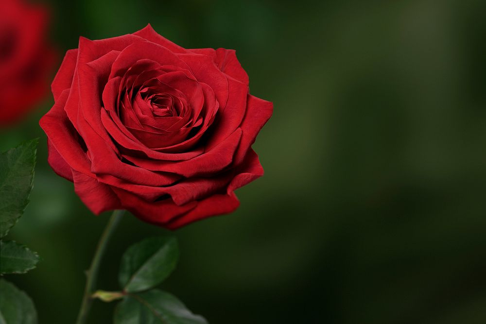 Red rose, valentine's background, design space