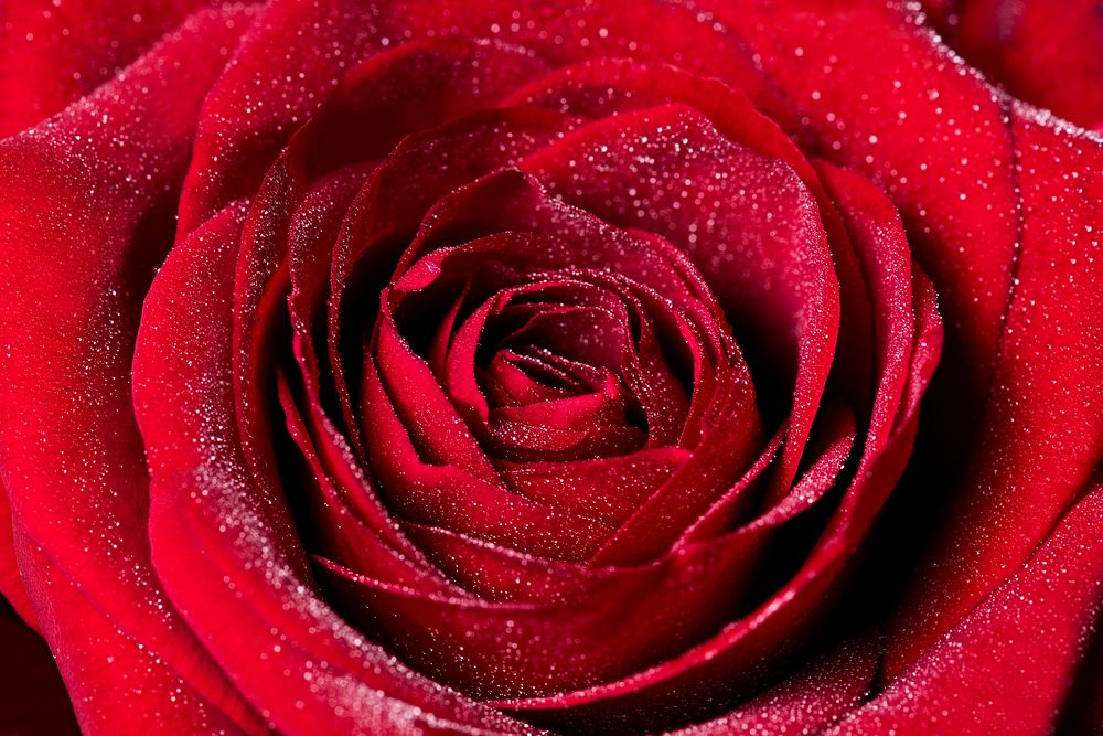 Red rose, valentine's background, flower macro shot