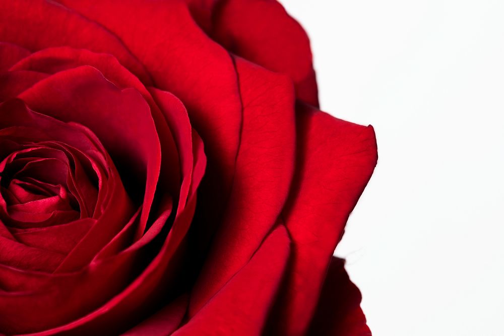 Red rose, valentine's background, flower macro shot