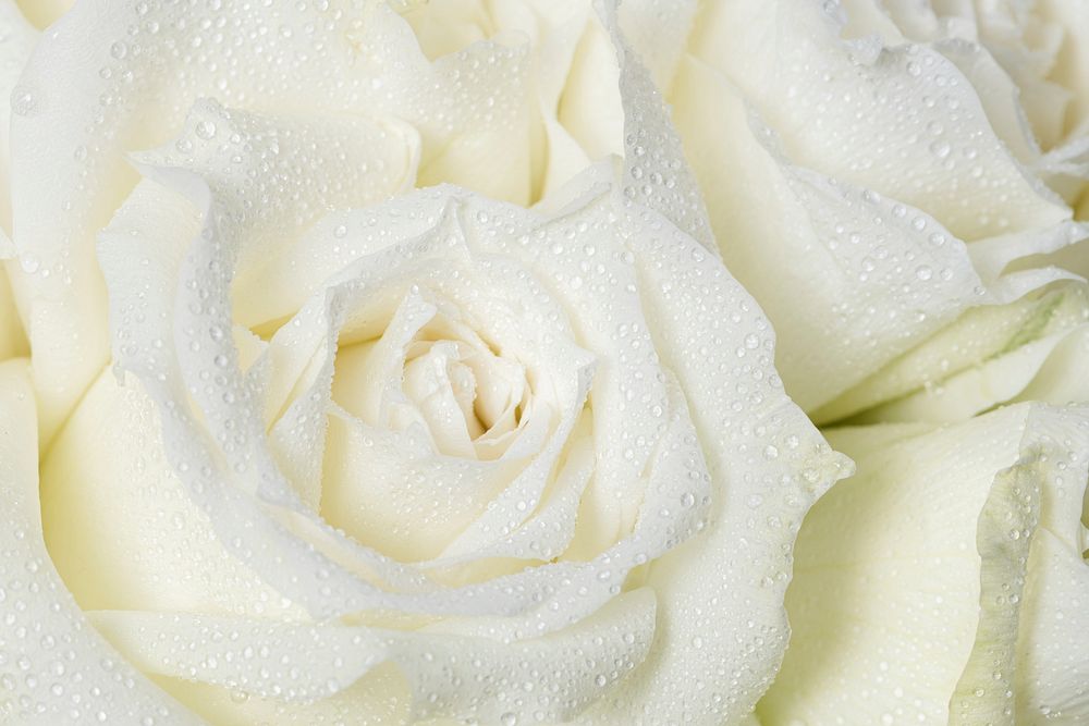 White rose background, flower closeup shot