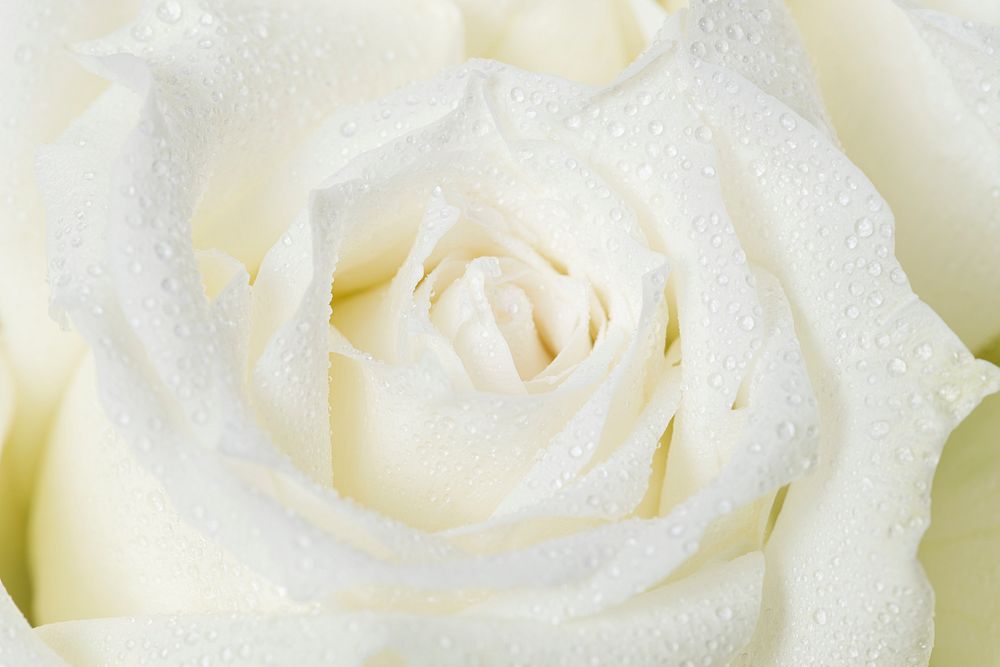 White rose background, flower macro shot
