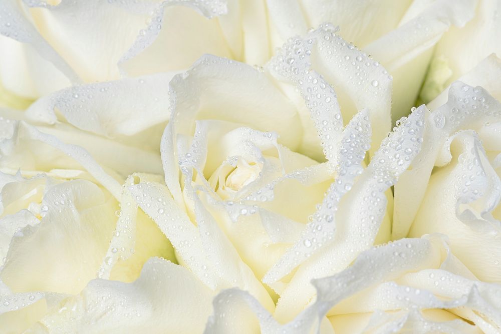 White roses background, flower macro shot