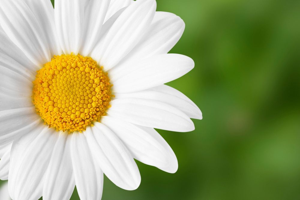 White daisy background, design space psd