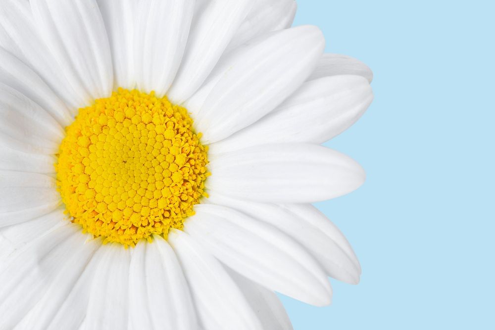 White daisy flower background, design space psd