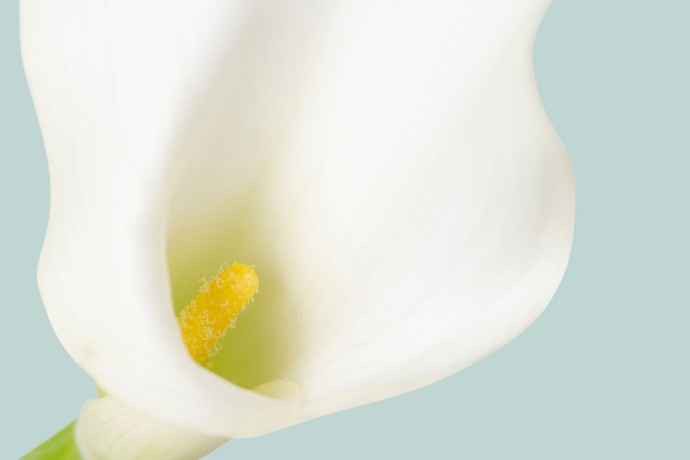 White calla lily background, flower macro shot