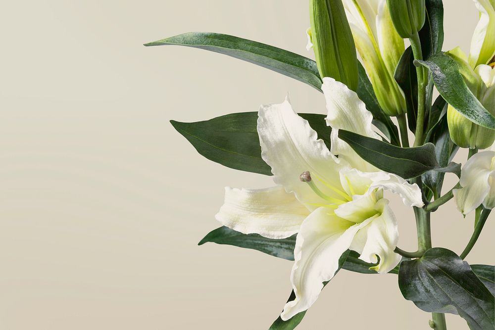 White lily border, flower background, design space