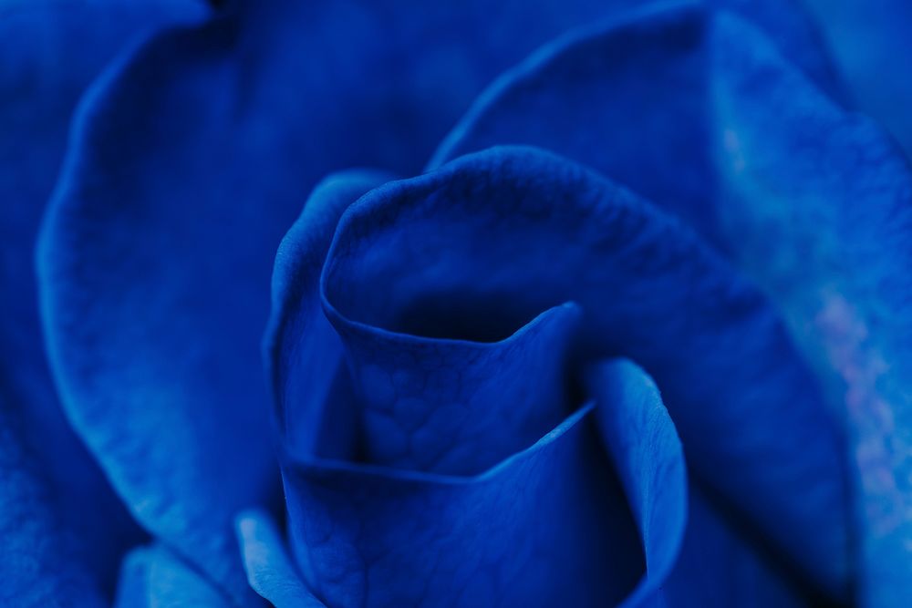 Blue rose background, flower macro shot