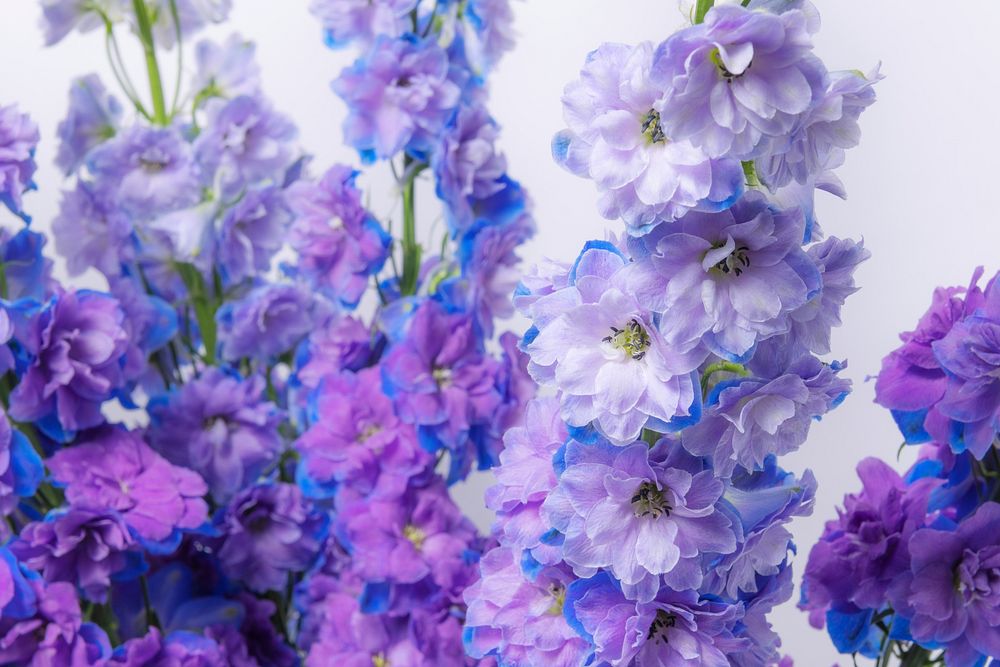Purple delphinium background, flower closeup shot