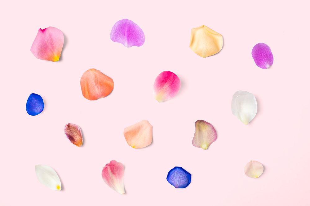 Colorful flower petals background, design space