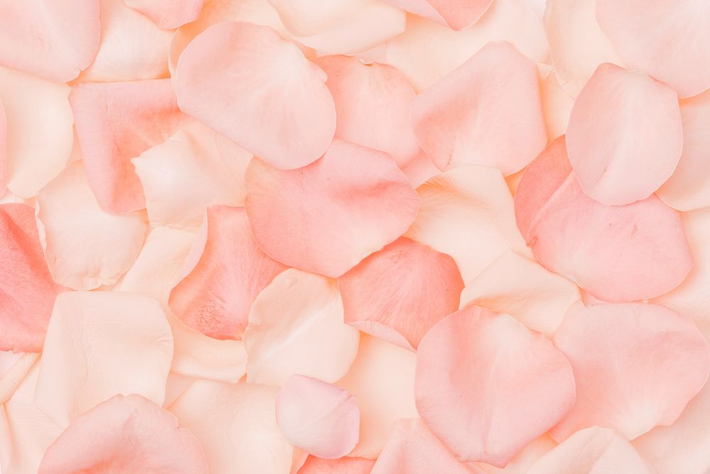 Pink flower petals background, design space