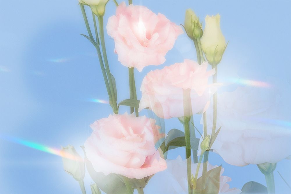 Pink lisianthus background, iridescent texture, design space