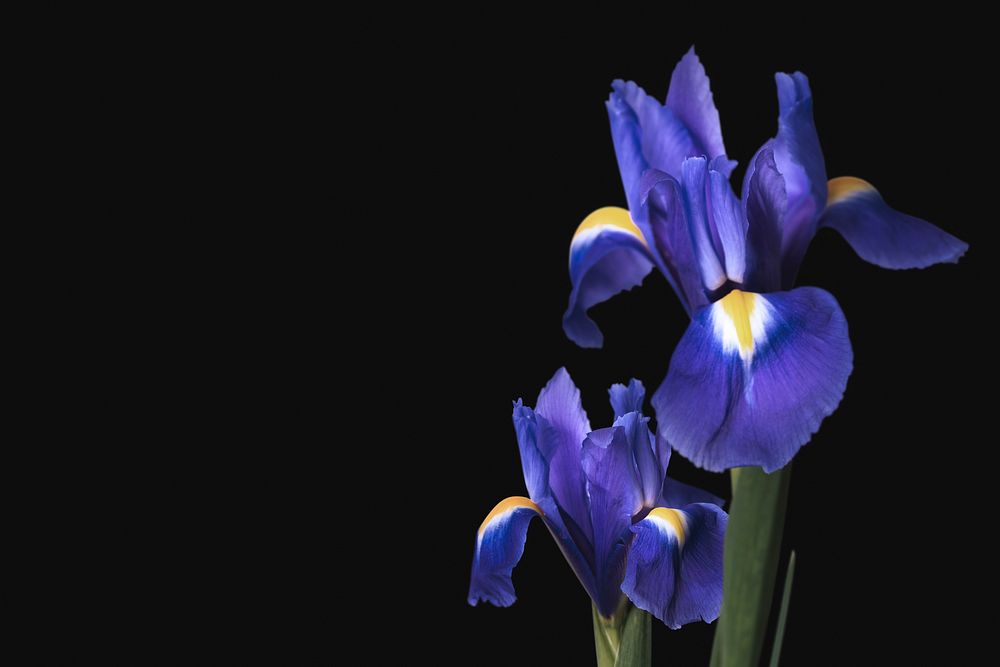 Iris flower, black background, design space