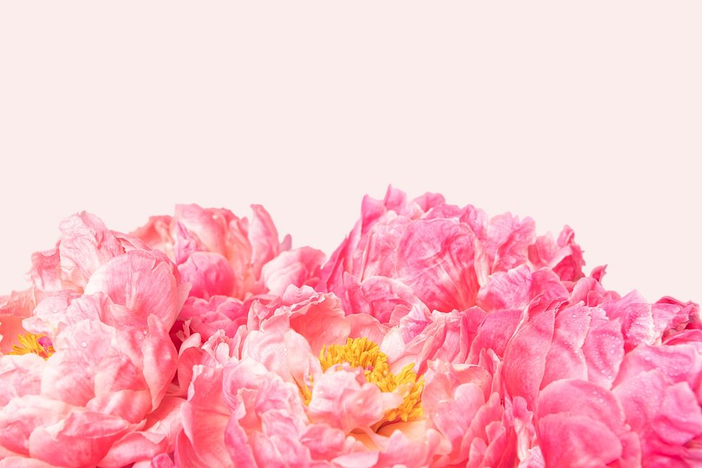 Pink peony border, flower background, design space psd