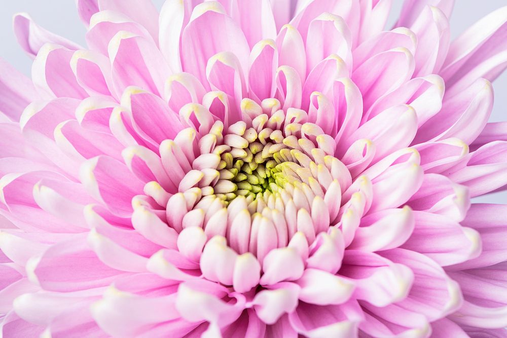 Pink chrysanthemum background, flower closeup shot