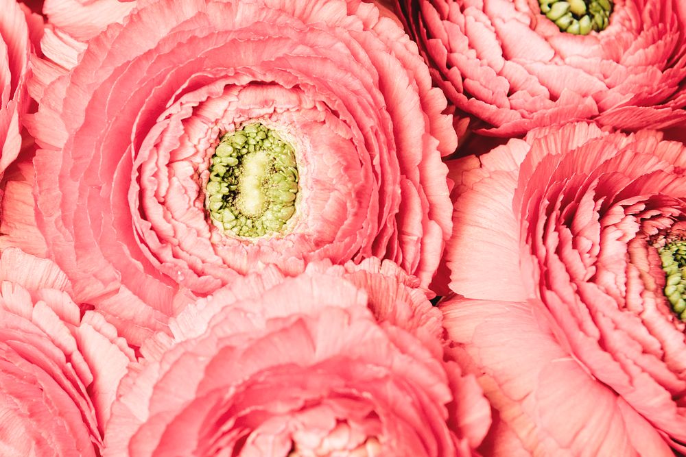 Pink ranunculus background, flower macro shot