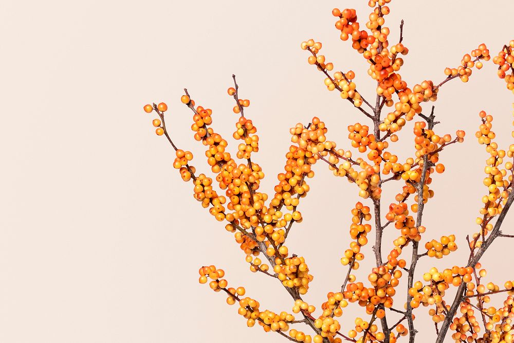 Yellow winterberry background, design space
