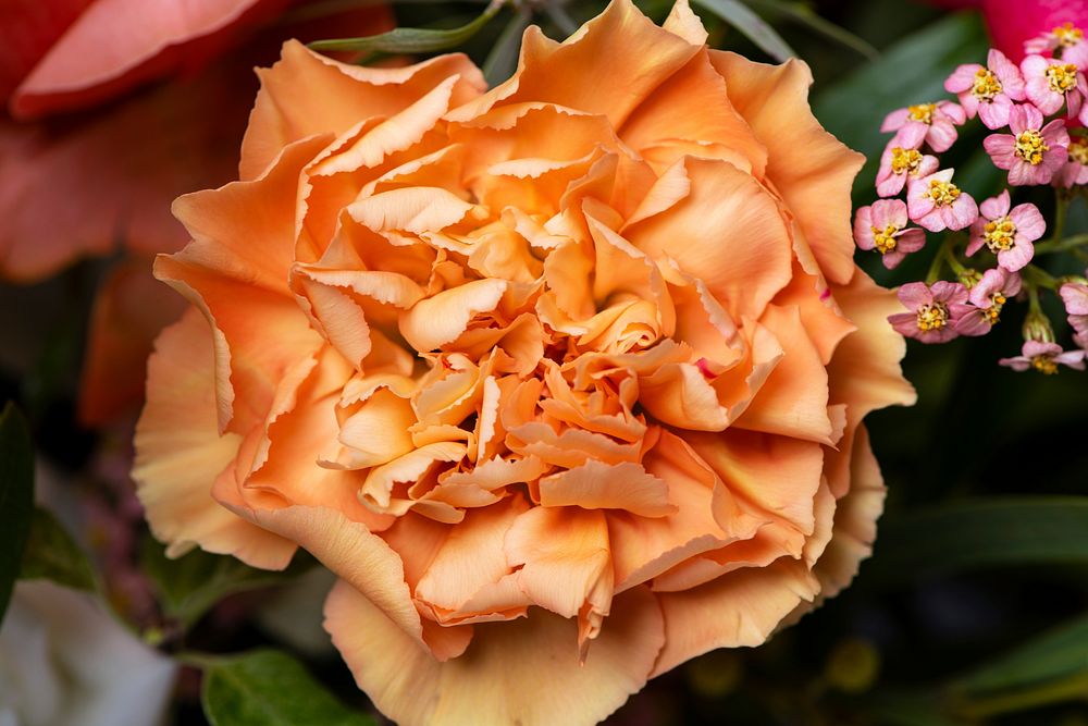 Orange carnation background, flower macro shot