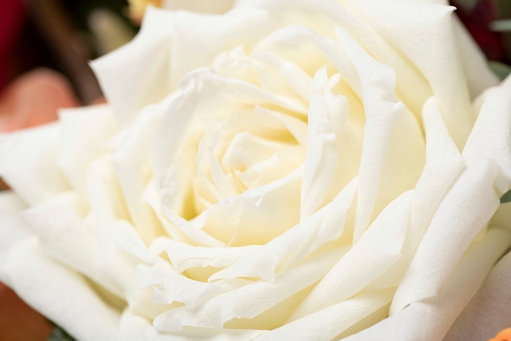 White rose, valentine's background, flower macro shot