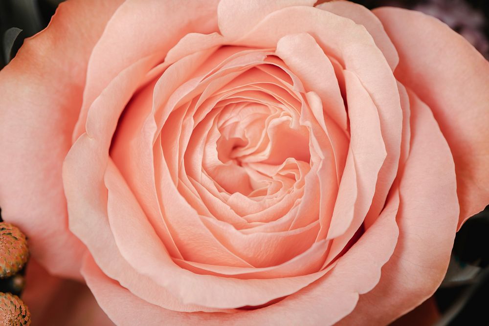 Light pink rose background, flower macro shot