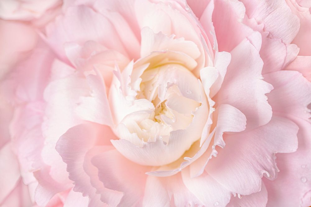 Pink carnation background, flower macro shot