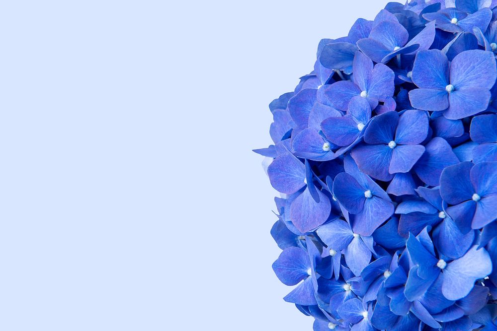 Blue hydrangea flower background, design space psd