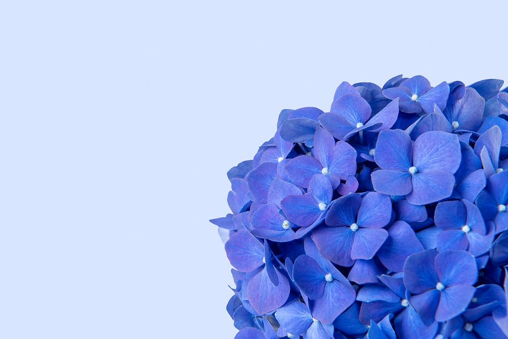 Blue hydrangea background, design space psd