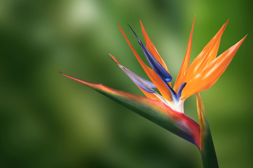 Bird of paradise flower background, design space