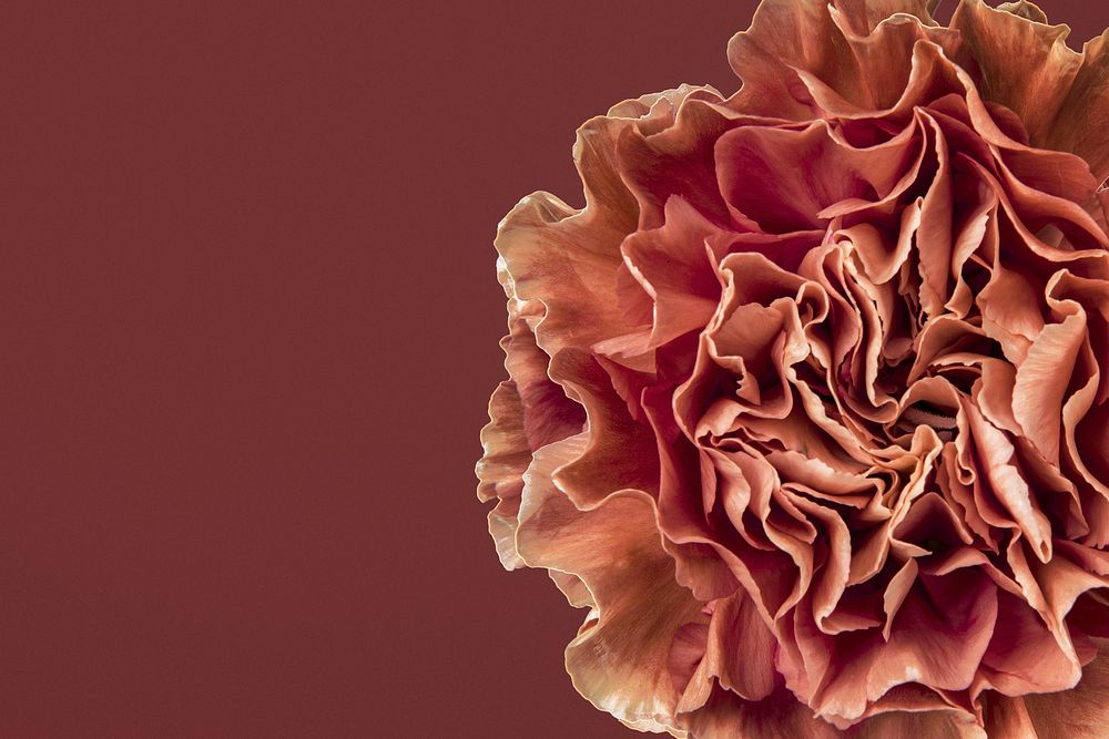 Dried carnation flower background, design space psd