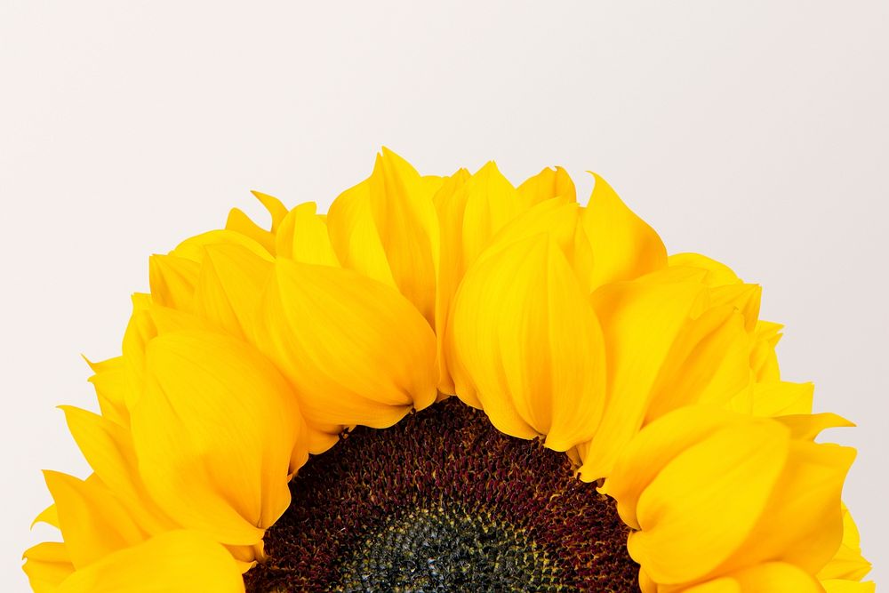 Sunflower background, design space psd