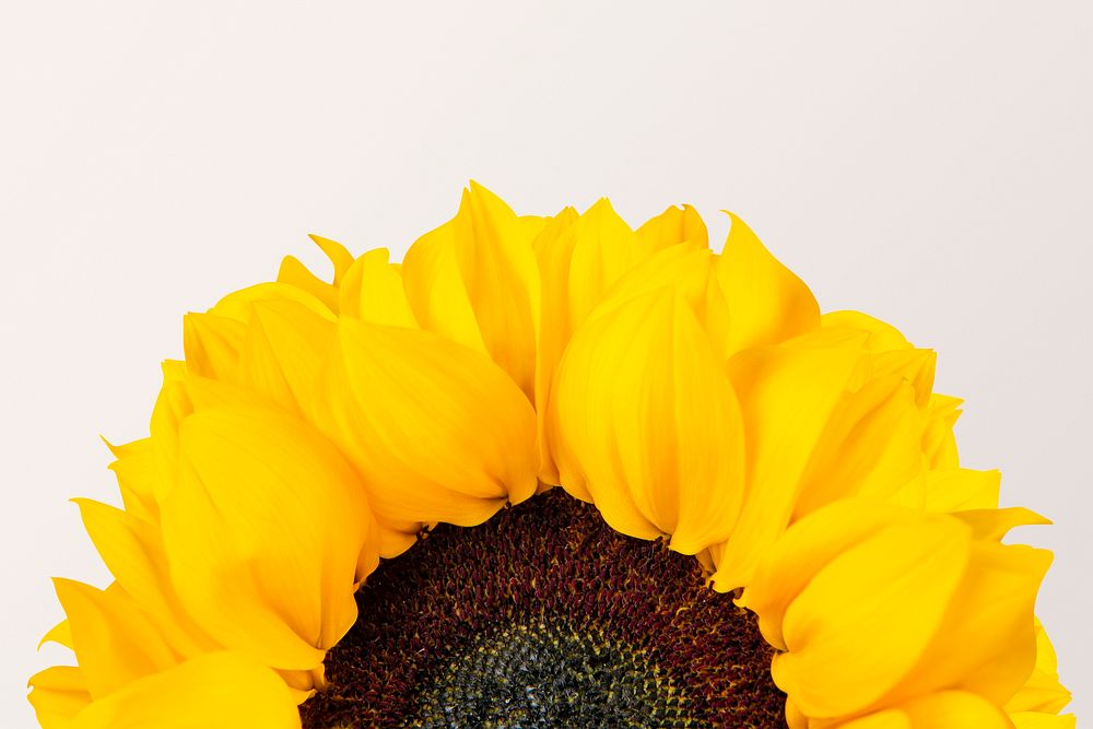 Blooming sunflower background, design space