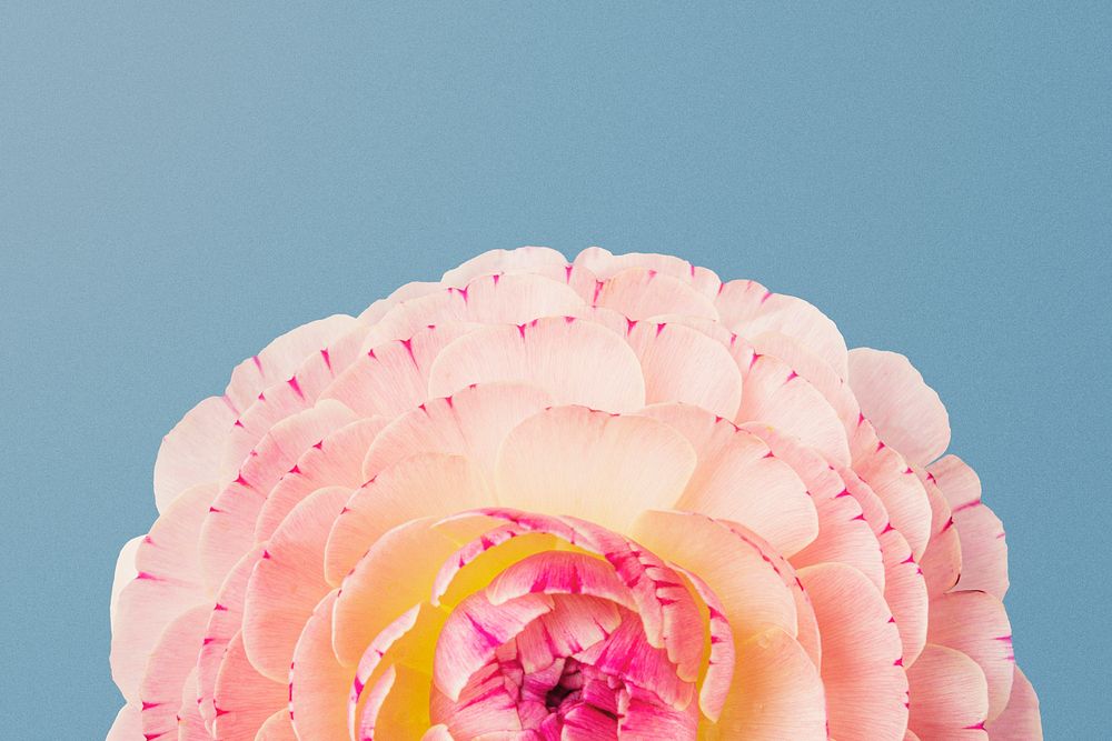 Pink ranunculus flower, closeup shot psd