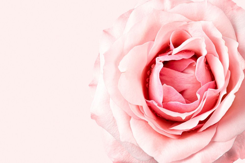 Pink rose background, macro shot psd