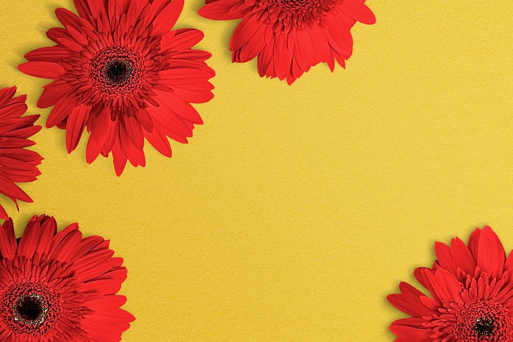 Red daisies, yellow background, design space psd