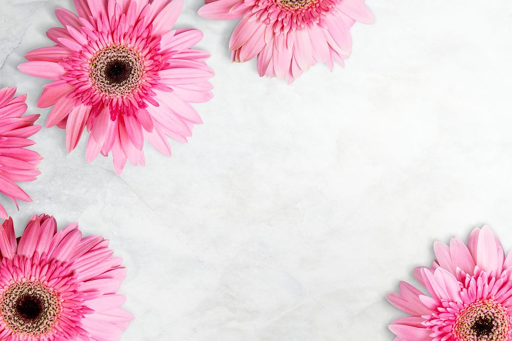 Pink daisies, white background, design space psd