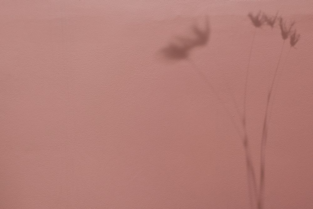 Shadow of papyrus plant on a pink wall