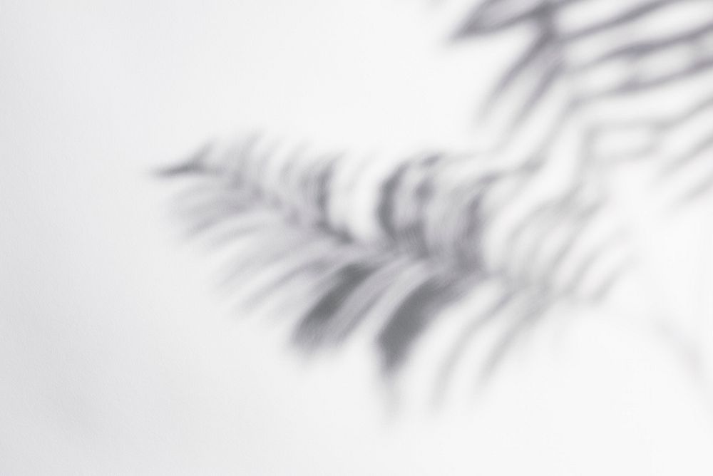 Fern leaves shadow on off white background