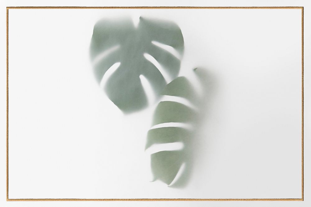 Monstera delicosa plant leaves shadow with golden frame