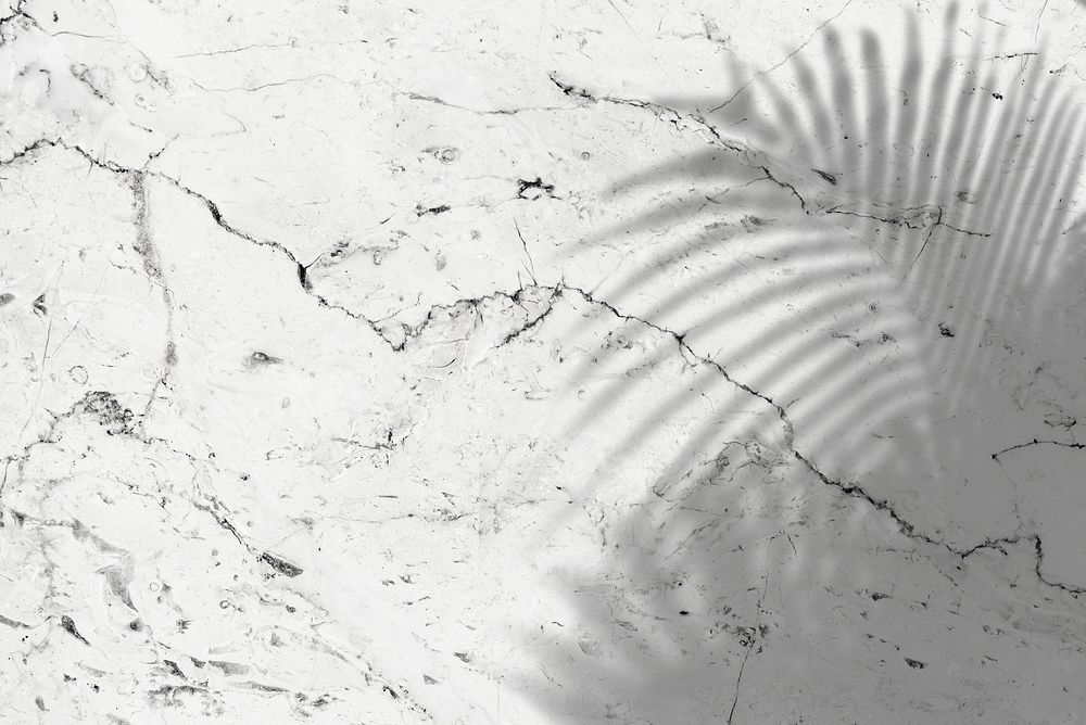 Shadow of palm leaves on marble background