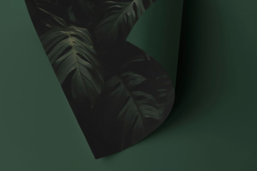 Monstera leaf patterned paper on a green background